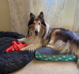A smiling collie dog lying in his bed with a stuffed toy triceratops